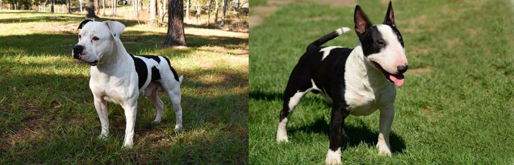 Bull Terrier Miniature vs American Bulldog - Breed Comparison