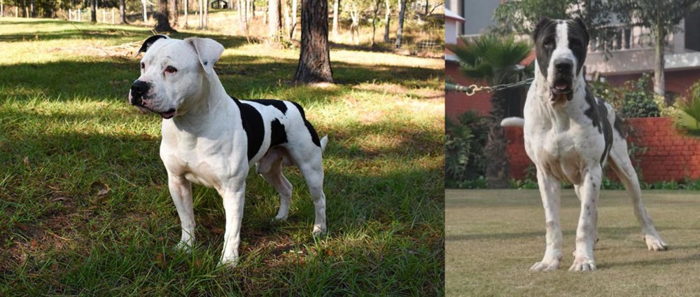 Bully Kutta vs American Bulldog - Breed Comparison