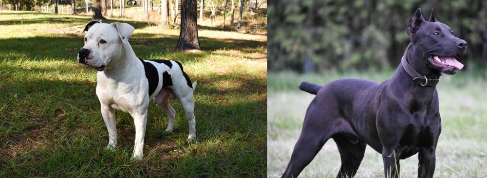 Canis Panther vs American Bulldog - Breed Comparison