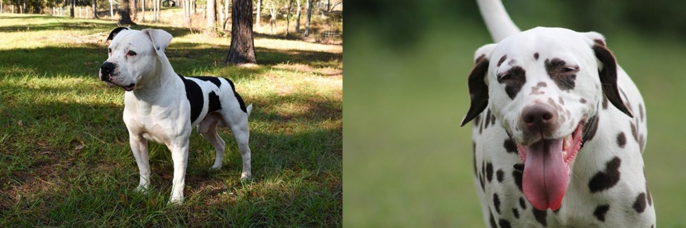Dalmatian vs American Bulldog - Breed Comparison