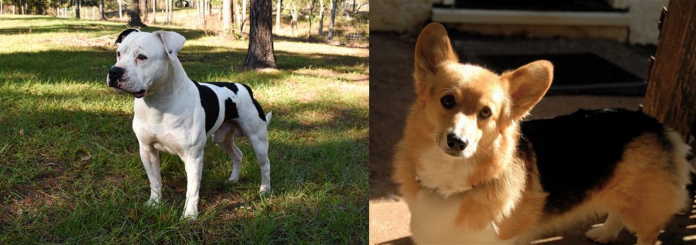 Dorgi vs American Bulldog - Breed Comparison