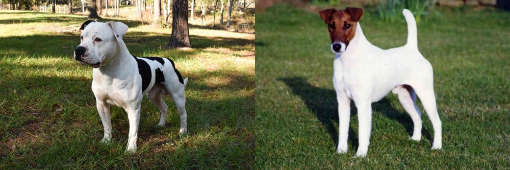 Fox Terrier (Smooth) vs American Bulldog - Breed Comparison
