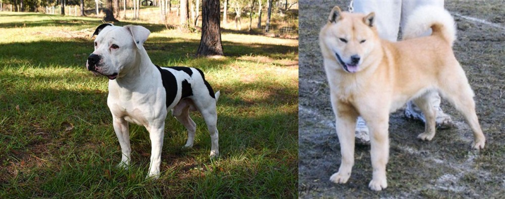 Hokkaido vs American Bulldog - Breed Comparison