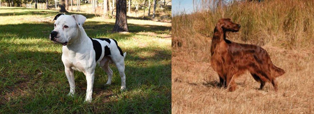 Irish Setter vs American Bulldog - Breed Comparison