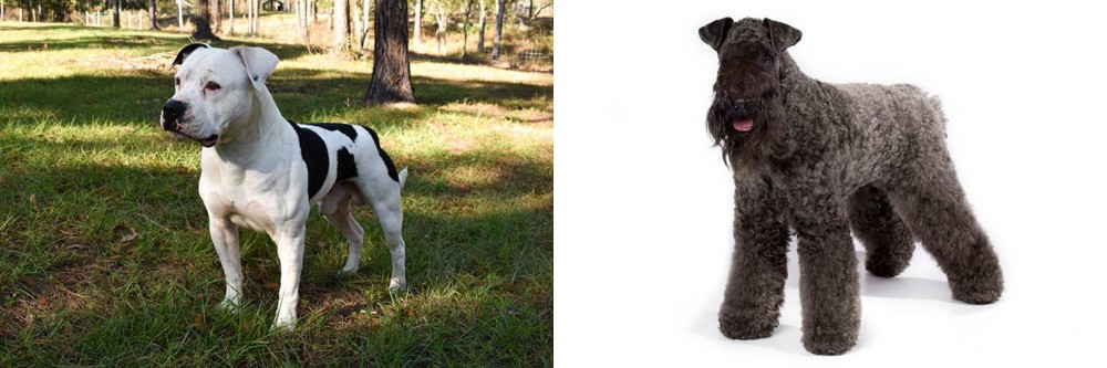 Kerry Blue Terrier vs American Bulldog - Breed Comparison