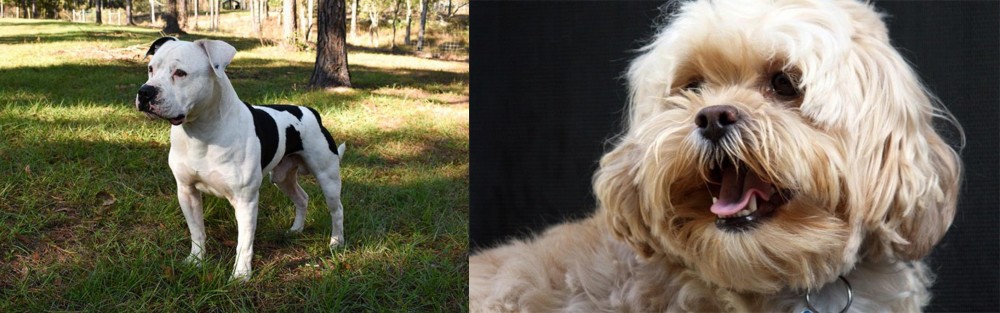 Lhasapoo vs American Bulldog - Breed Comparison