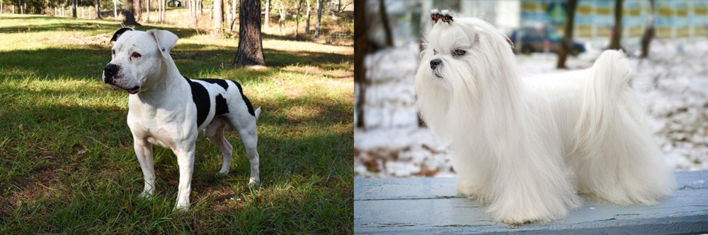 Maltese vs American Bulldog - Breed Comparison