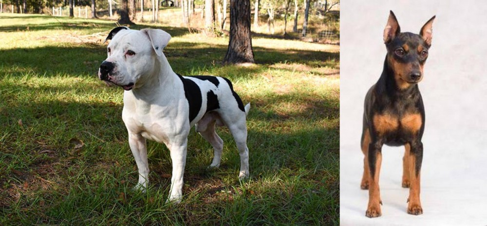 Miniature Pinscher vs American Bulldog - Breed Comparison