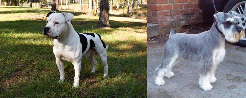 Miniature Schnauzer vs American Bulldog - Breed Comparison