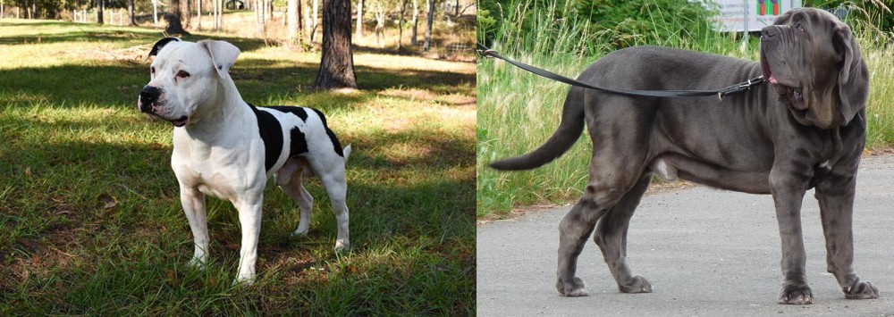 Neapolitan Mastiff vs American Bulldog - Breed Comparison