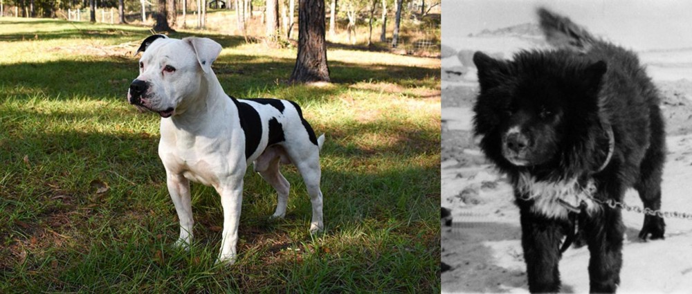 Sakhalin Husky vs American Bulldog - Breed Comparison