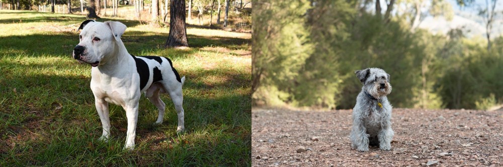 Schnoodle vs American Bulldog - Breed Comparison