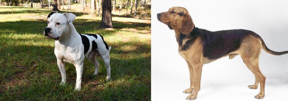 Serbian Hound vs American Bulldog - Breed Comparison