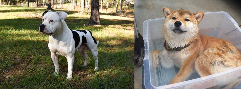 Shiba Inu vs American Bulldog - Breed Comparison