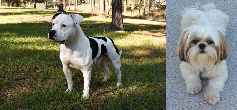 Shih Tzu vs American Bulldog - Breed Comparison