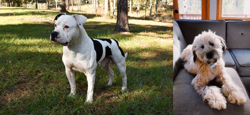 Whoodles vs American Bulldog - Breed Comparison