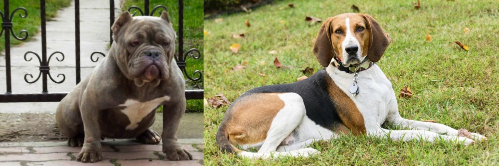 American English Coonhound vs American Bully - Breed Comparison