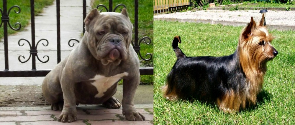 Australian Silky Terrier vs American Bully - Breed Comparison