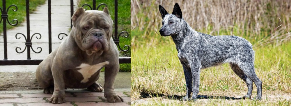 Australian Stumpy Tail Cattle Dog vs American Bully - Breed Comparison