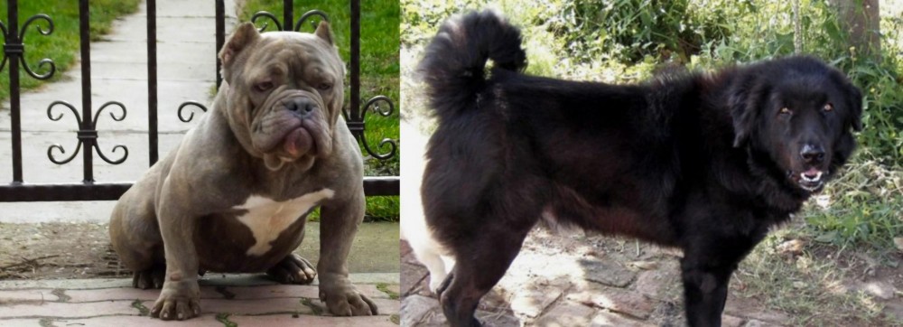 Bakharwal Dog vs American Bully - Breed Comparison