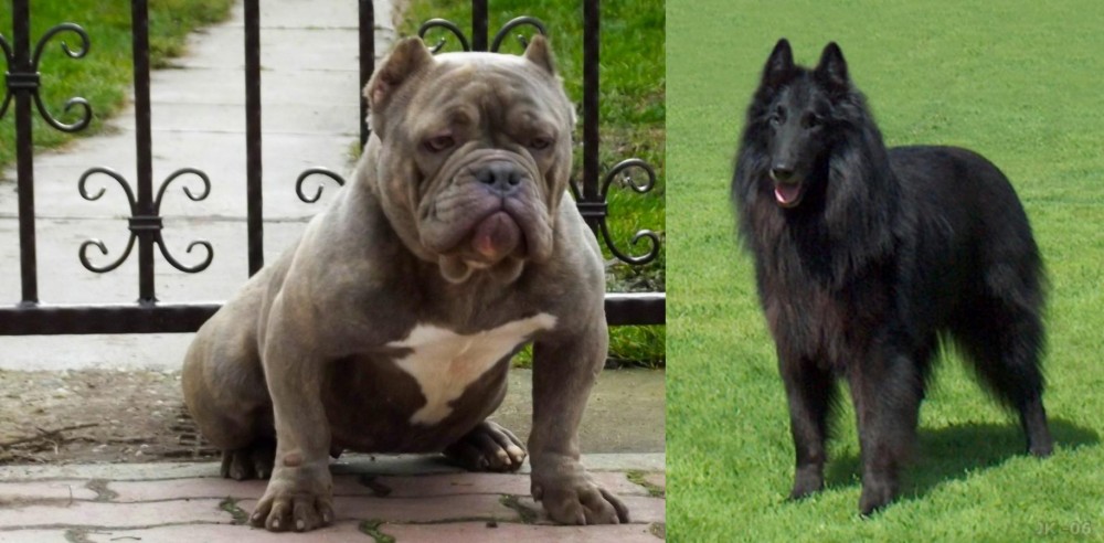 Belgian Shepherd Dog (Groenendael) vs American Bully - Breed Comparison