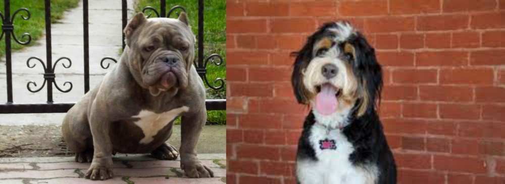 Bernedoodle vs American Bully - Breed Comparison