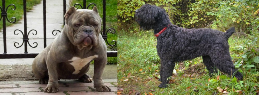 Black Russian Terrier vs American Bully - Breed Comparison