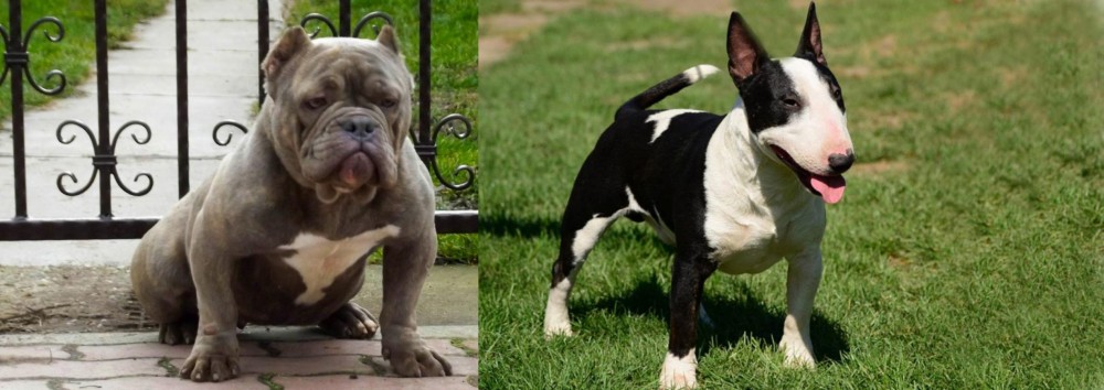 Bull Terrier Miniature vs American Bully - Breed Comparison