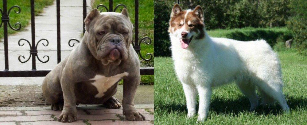 Canadian Eskimo Dog vs American Bully - Breed Comparison