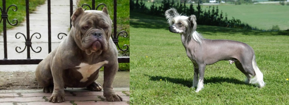 Chinese Crested Dog vs American Bully - Breed Comparison