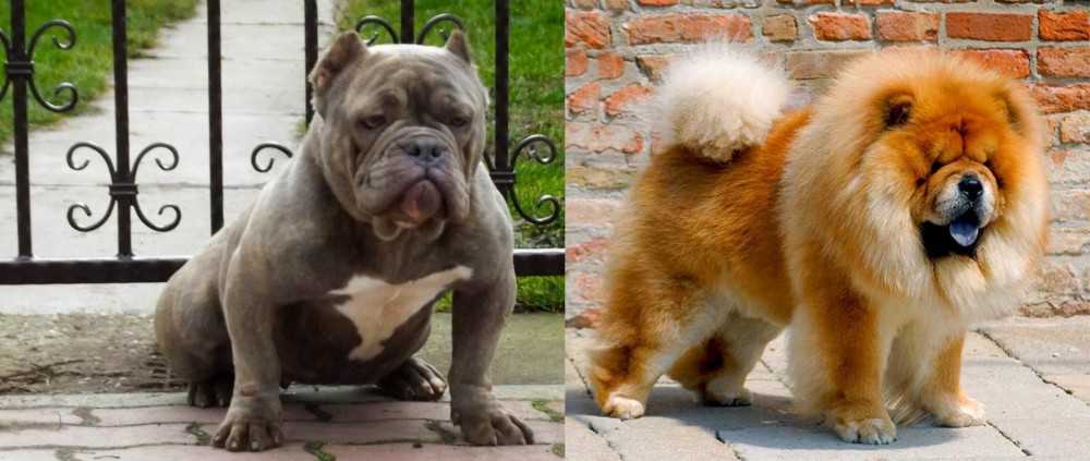 Chow Chow vs American Bully - Breed Comparison