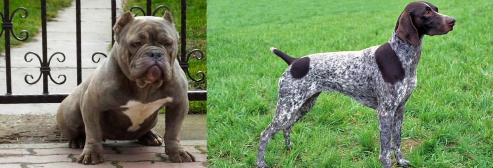 German Shorthaired Pointer vs American Bully - Breed Comparison