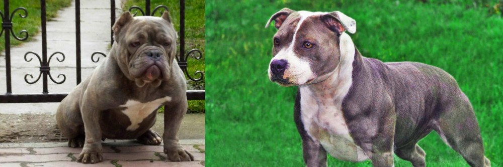 Irish Staffordshire Bull Terrier vs American Bully - Breed Comparison