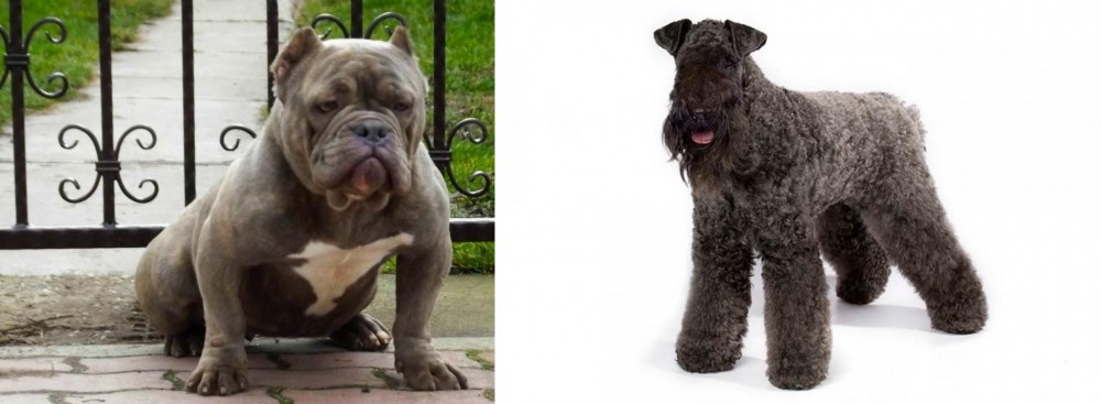 Kerry Blue Terrier vs American Bully - Breed Comparison