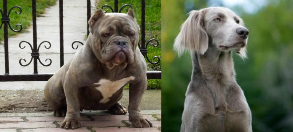 Longhaired Weimaraner vs American Bully - Breed Comparison