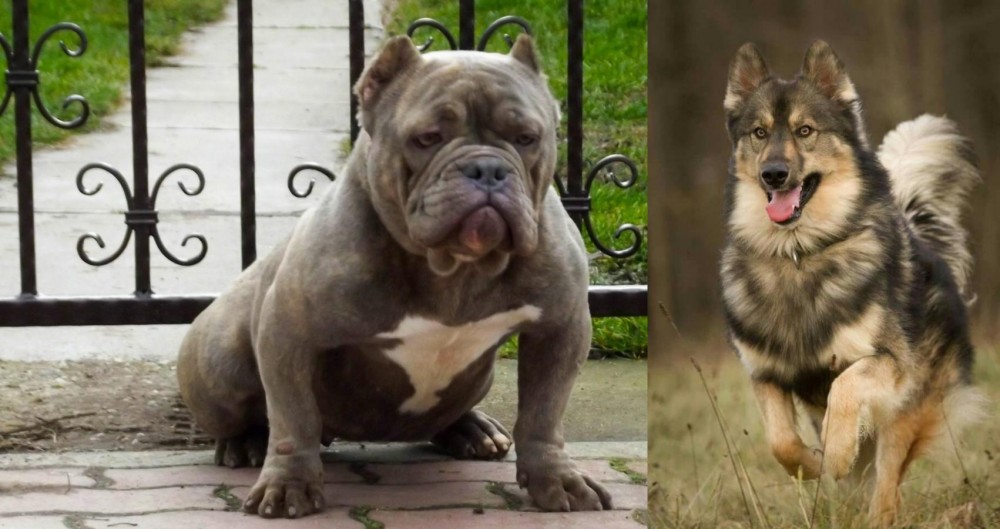Native American Indian Dog vs American Bully - Breed Comparison