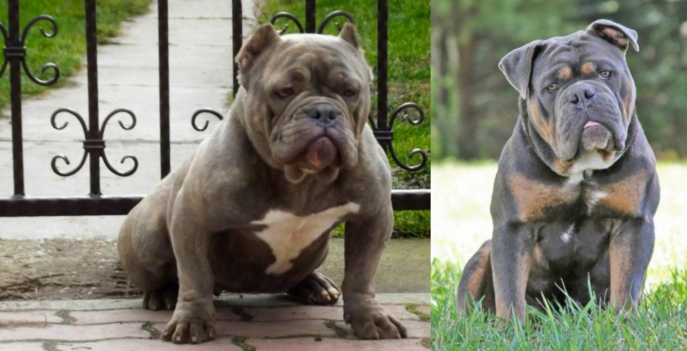 Olde English Bulldogge vs American Bully - Breed Comparison