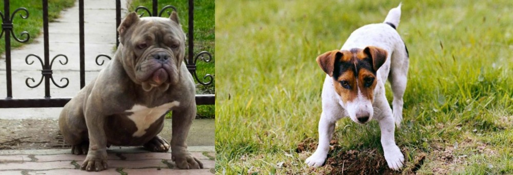 Russell Terrier vs American Bully - Breed Comparison