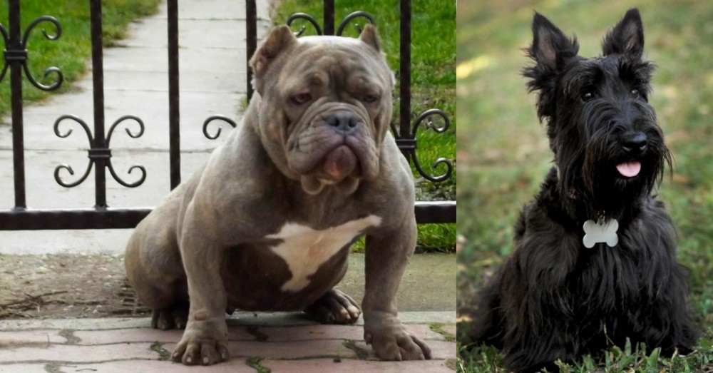 Scoland Terrier vs American Bully - Breed Comparison