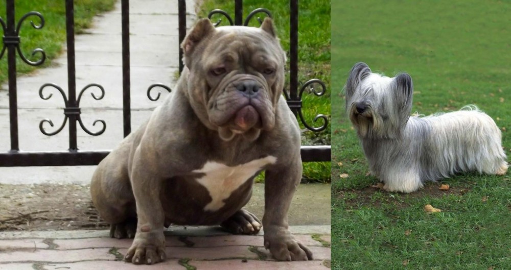Skye Terrier vs American Bully - Breed Comparison