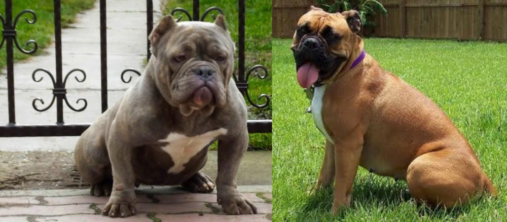 Valley Bulldog vs American Bully - Breed Comparison