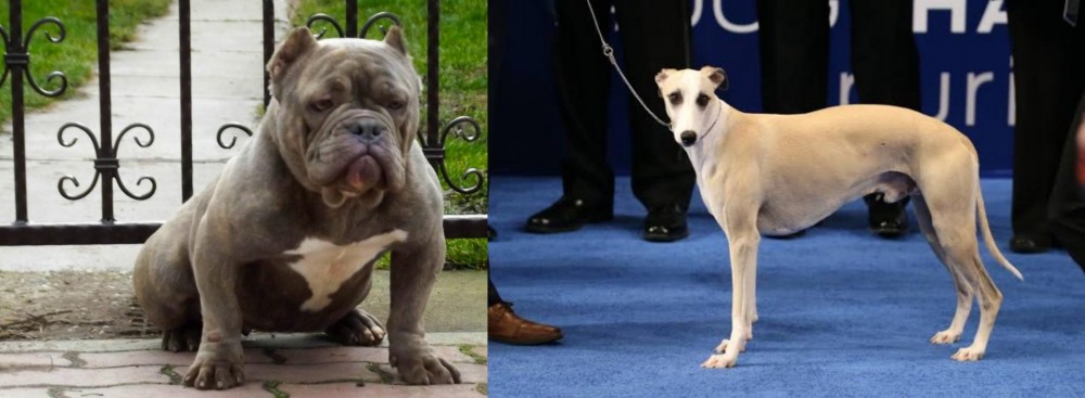 Whippet vs American Bully - Breed Comparison