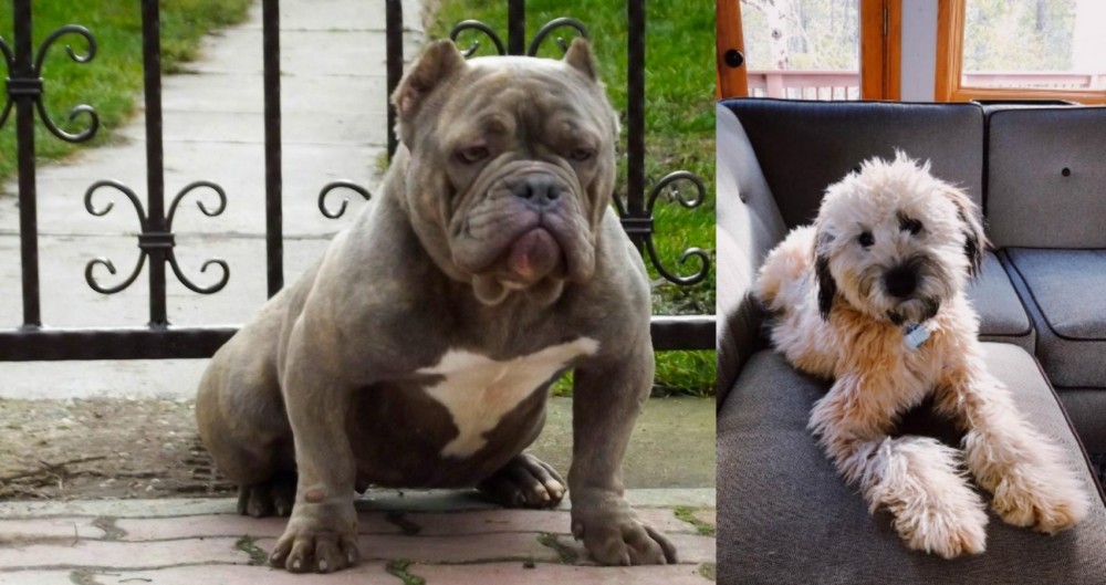 Whoodles vs American Bully - Breed Comparison
