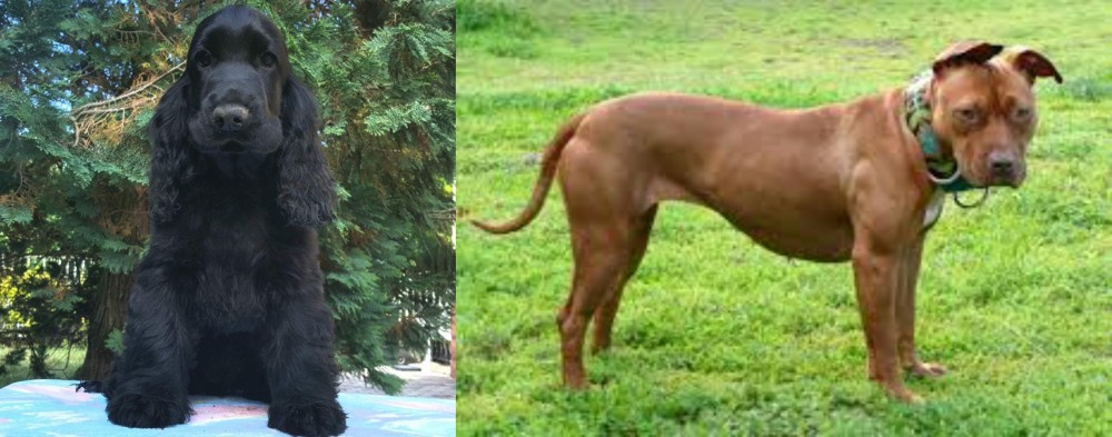 American Pit Bull Terrier vs American Cocker Spaniel - Breed Comparison