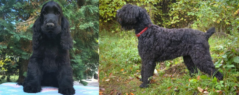 Black Russian Terrier vs American Cocker Spaniel - Breed Comparison
