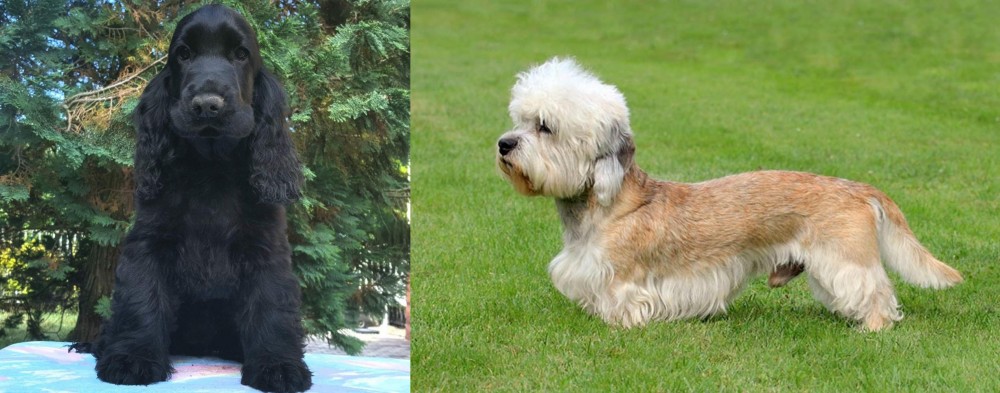 Dandie Dinmont Terrier vs American Cocker Spaniel - Breed Comparison