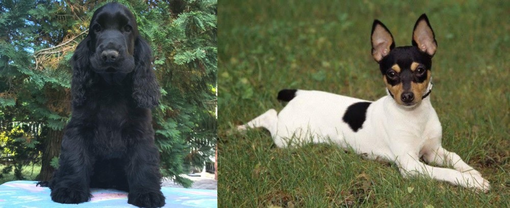 Toy Fox Terrier vs American Cocker Spaniel - Breed Comparison