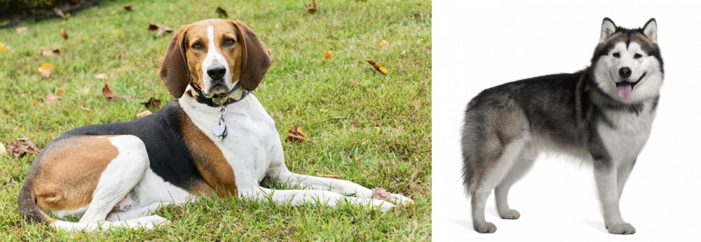 Alaskan Malamute vs American English Coonhound - Breed Comparison