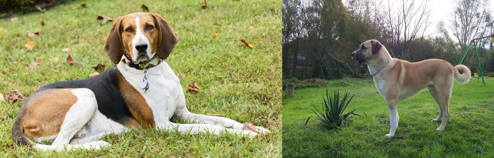 Anatolian Shepherd vs American English Coonhound - Breed Comparison