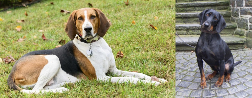 Austrian Black and Tan Hound vs American English Coonhound - Breed Comparison